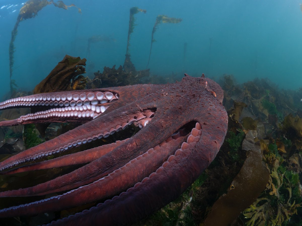 3 weeks until ‘Secrets of the Octopus’ premieres on Disney+! #secretsoftheoctopus #natgeo