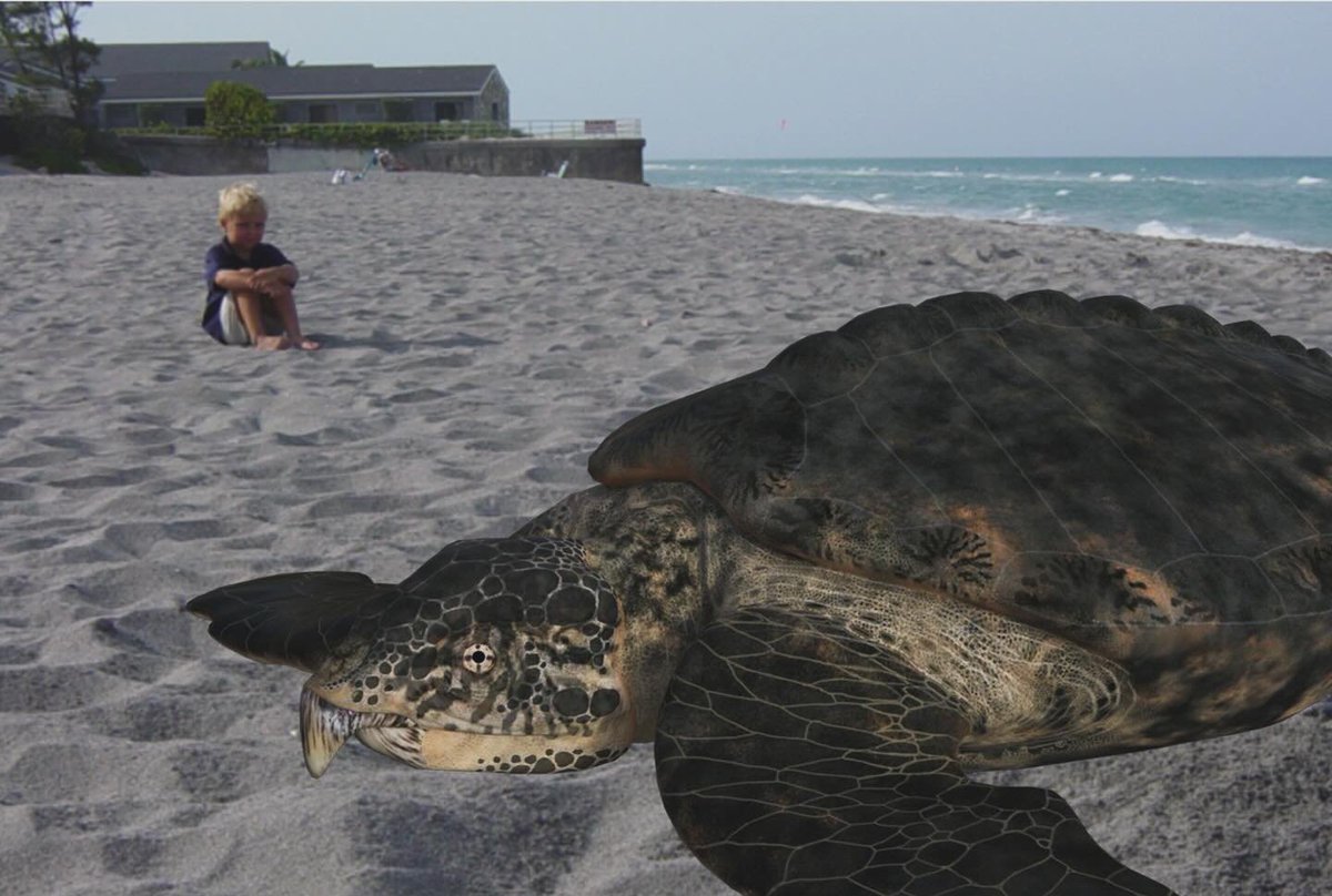 BREAKING NEWS! Previously thought to be extinct, a massive 14 foot Archelon was spotted nesting on a Florida beach the morning of April 1st! Researchers estimate the prehistoric turtle weighs close to 5,000 lbs, making it the largest turtle ever recorded nesting in Florida!