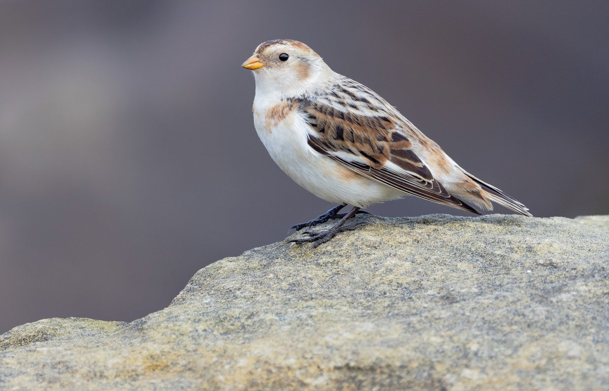 The stunning little Snow Bunting at Newbiggin - what a beauty 😊