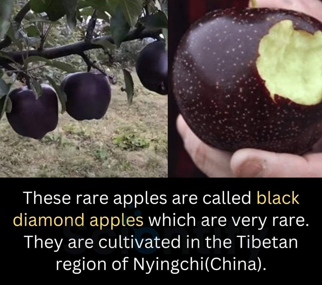 Black diamond apple #blackdiamonds #organicfarming #farming #nobletransformationhub #ArtificialIntelligence #naturalfarming #innvovation #valueinnovation #garden