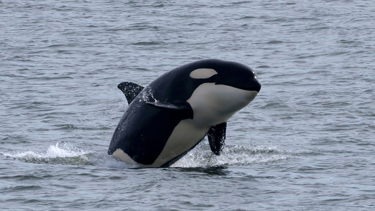 It may be April Fools' Day, but it's no joke how much we love whales! Over the weekend we were lucky to see T99E, the youngest member of the T99 matriline, breaching up a storm near Mukilteo, WA. 📷: Alli Montgomery, @FRSClipper