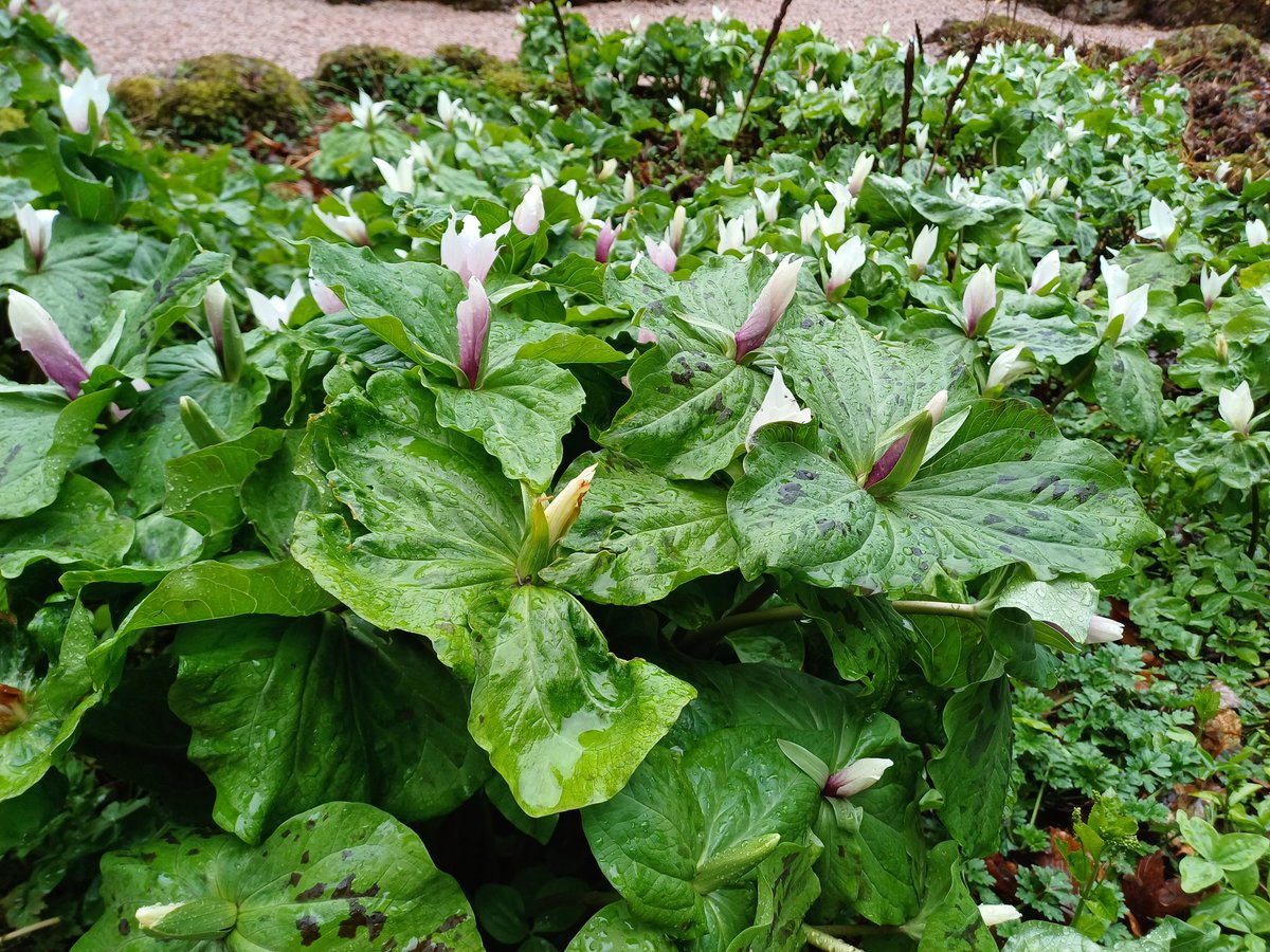 Glad to greet the trilliums #lowthercastle @lowthercastle today - and wonderful to see the groundwork for all the new planting to come. Hopefully candelabra primula and ferns will bloom again?