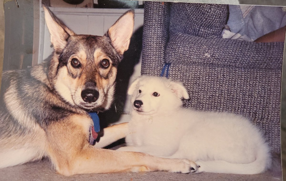 ferris316's tweet image. #EskimoSpitz 
#batbat