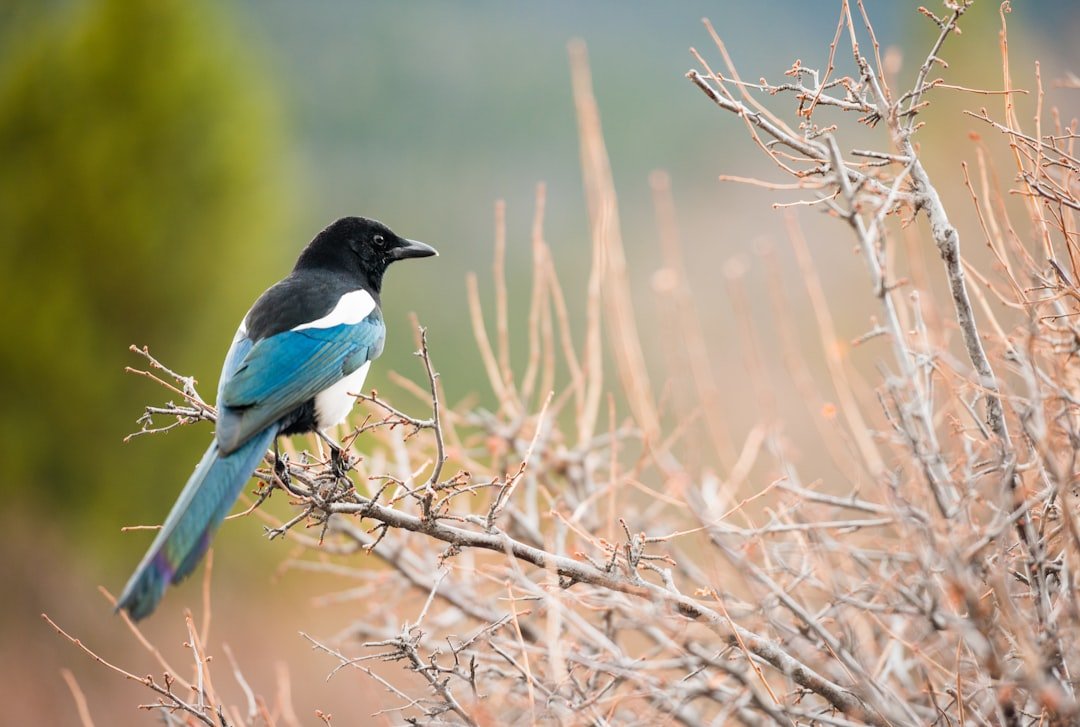 "Hope is a deeper belief in tomorrow. In an age where we are so derailed by the distractions of the present, a little more hope for the future cannot be a bad thing. Perhaps the birds know this."

My latest story is on the revelatory joy that is spring🐣Link in bio