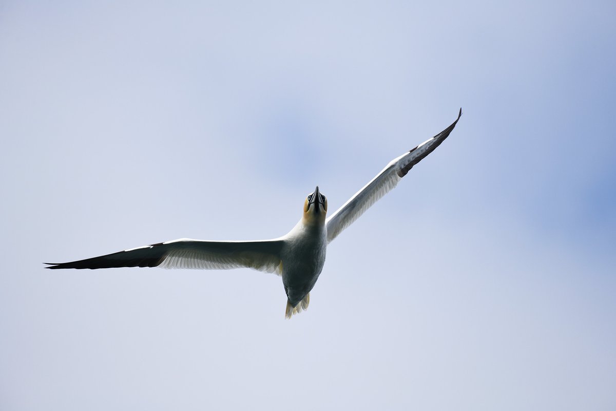 Solan goose semaphore, for overhead. #Gannet #Papay #birdsignals #Orkney