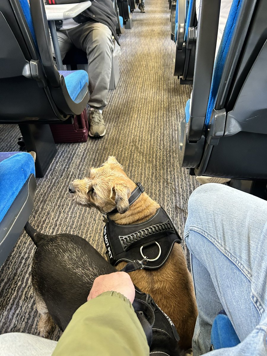 regularlancs's tweet photo. Dog sitting &amp; have taken the brothers grim on their first train ride #dogs https://t.co/1JKtqfW84R