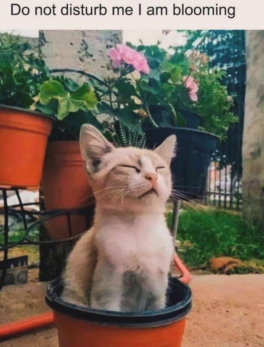 The Autoflower Store (@autoflowerstore) on Twitter photo 