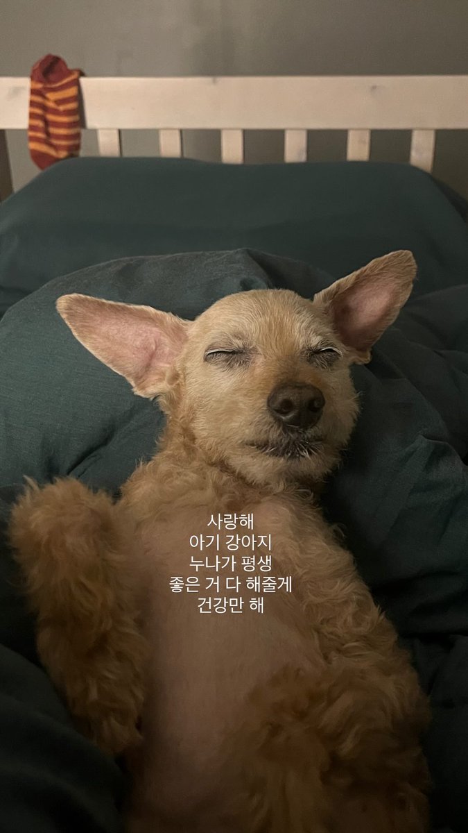 링고 아니 대박이 그리고 글씨와 사비 (@ring_ah_dae) on Twitter photo 