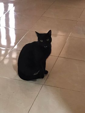 tomebamba's tweet photo. SERVICIO SOCIAL:

Gatita encontrada en la Vargas Machuca y Presidente Córdova, Cuenca, el pasado martes 26 de marzo por la noche. Teléfono de la persona que la tiene: 0968365665. Por favor compartir. https://t.co/0Ph2jzN9Tu