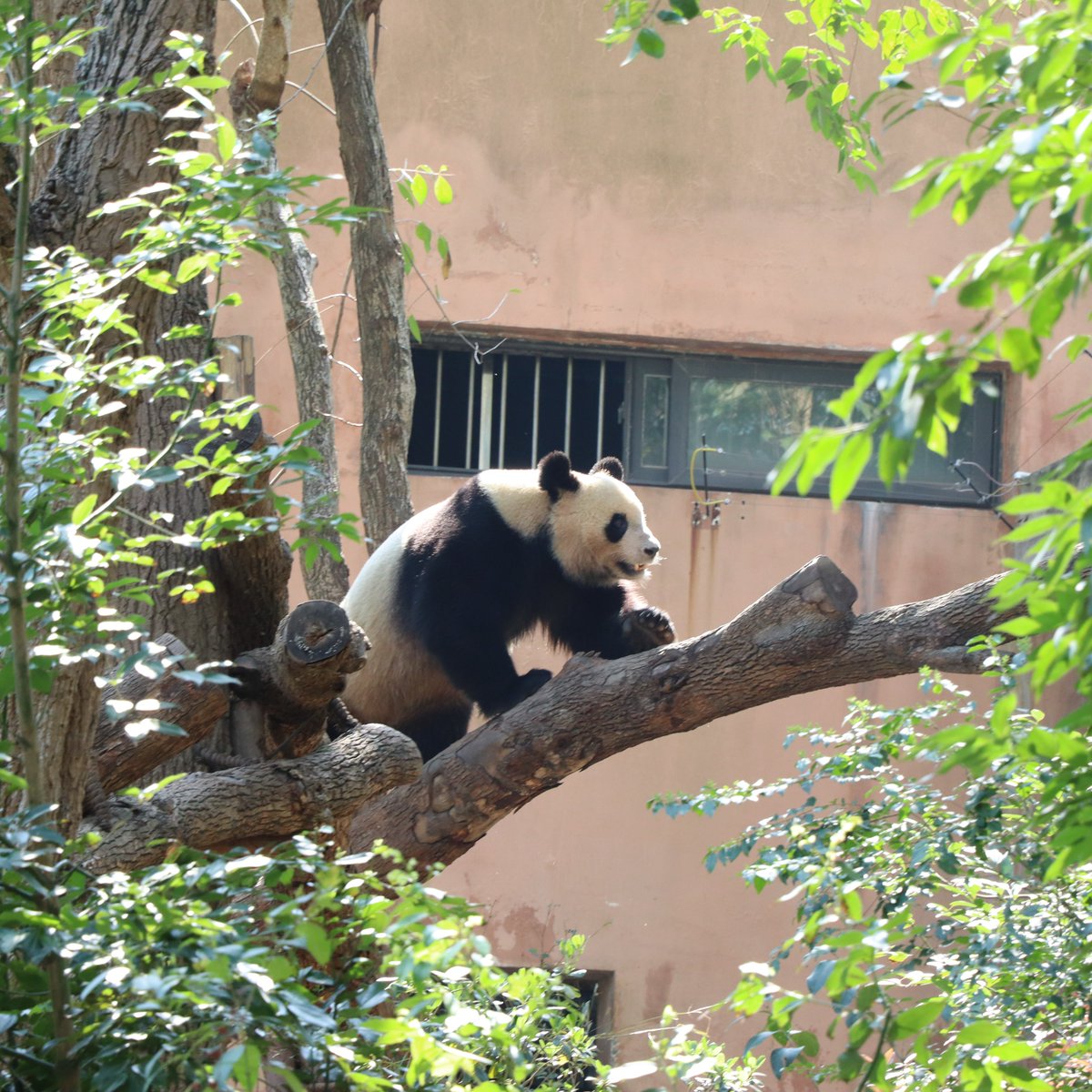 #YuanMeng
Born at Zoo Parc de Beauval France
24年3月下旬撮影　
#成都パンダ基地