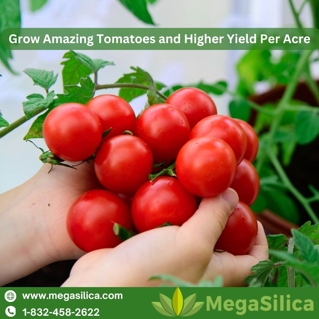 Grow Amazing Tomatoes & Higher Yield Per Acre

👉- agronutritionals@gmail.com
🌐- megasilica.com
📞- 1-832-458-2622

#soilconditioner #organicsoilconditioner #agriculture #farmers #gardening #diatoms #ecofriend #health #organicsmatter #greenliving #biofriendly #plantlife