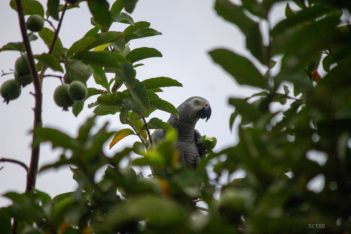 IsyagiU's tweet photo. Backyard birding
African Grey parrot eating gauvas. https://t.co/yodL1yaKXg