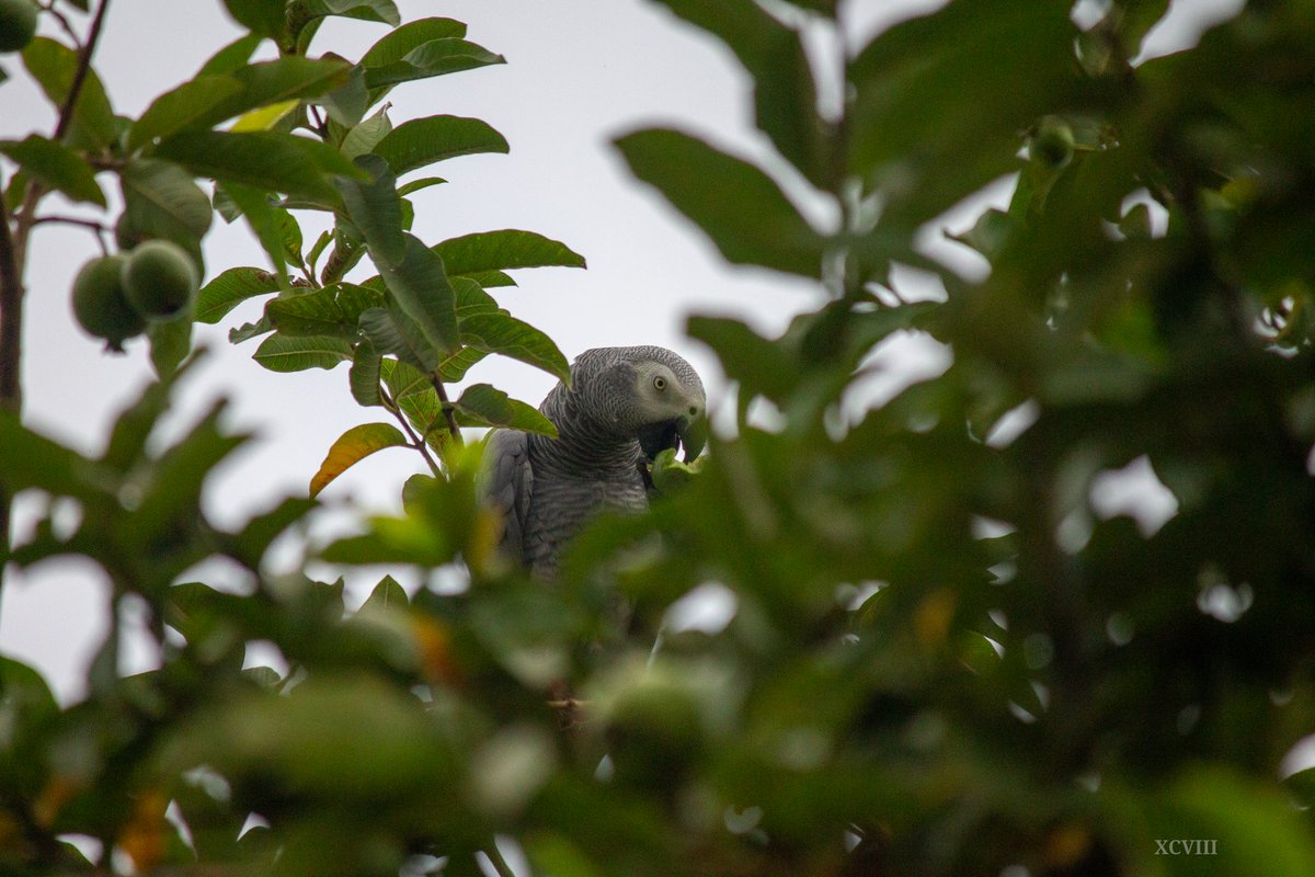 IsyagiU's tweet photo. Backyard birding
African Grey parrot eating gauvas. https://t.co/yodL1yaKXg