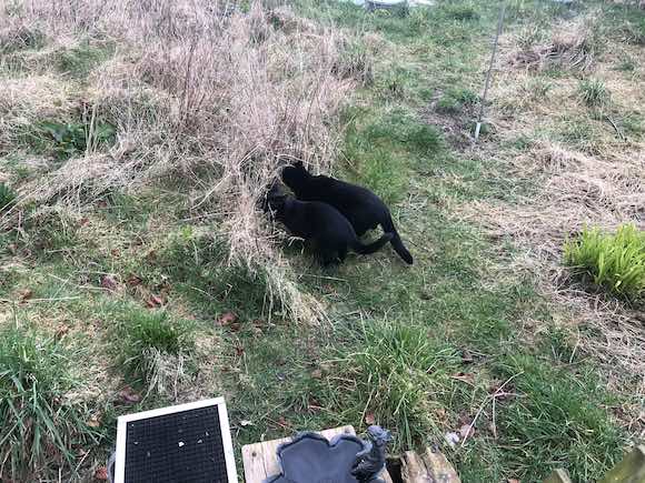 Pot Tetris / First paths / Rhubarb dlvr.it/T4vq0K