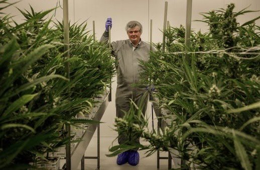 Germany has become the largest European country to legalise cannabis with citizens now able to carry up to 25 grams and grow up to three plants at home.