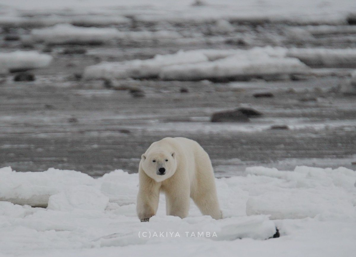AkiyaTamba's tweet photo. The journey continues

#polarbear #wildlife #churchillmanitoba #canada #expolrecanada #destinationmanitoba #シロクマ #ホッキョクグマ #journey #モフモフ #もふもふ #しろくま https://t.co/AzIiSQLnTZ