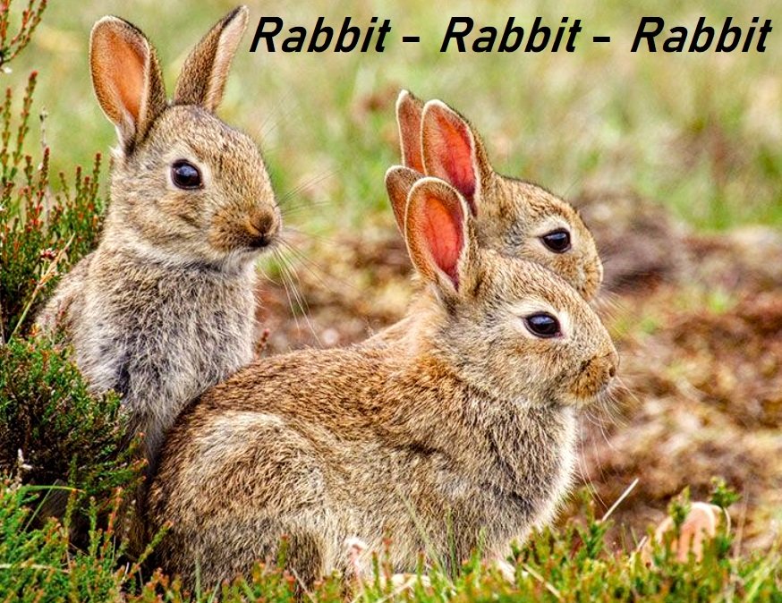 RABBIT RABBIT RABBIT Twitter! On the 1st day of each month, if As soon as you wake up you say 'Rabbit' out loud three times, you'll have good luck for the rest of the month! So they say! Who's They? ¯\_(ツ)_/¯ But it's worth a try! #RabbitRabbitRabbit #GoodLuck #TwamilyTag