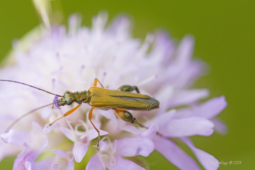 False Blister Beetle, Oedemera podagrariae, #ThickThighs #Fatlegs #Oedemera #Coleoptera #Beetles #AmazingBeetles #Isects #invertebrates #Macro #grasslands