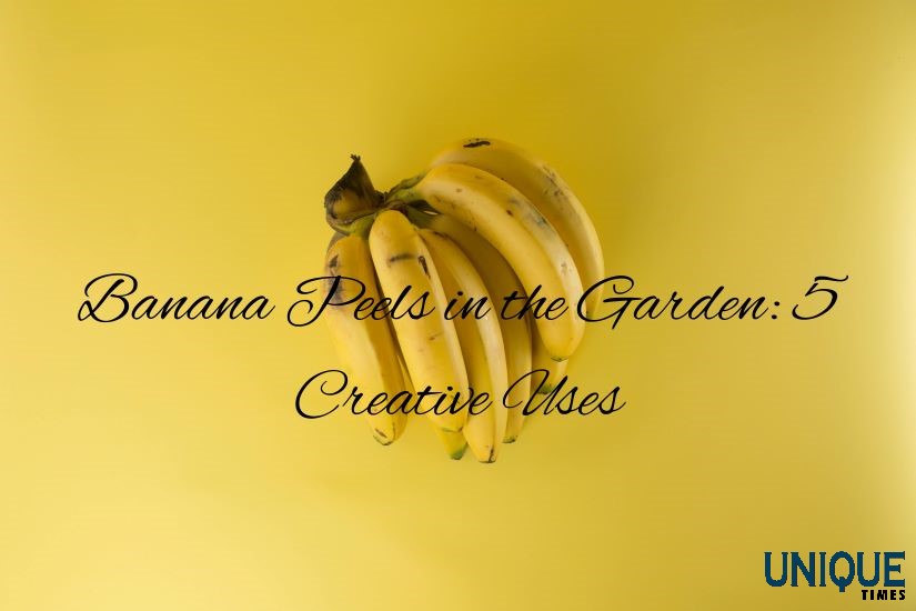 5 Creative Ways To Use Banana Peels In Your Garden: Enhance Soil Health And Plant Growth

Know more: uniquetimes.org/5-creative-way…

#uniquetimes #LatestNews #bananapeel #fertilizer #gardening #pestrepeller #plantgrowth