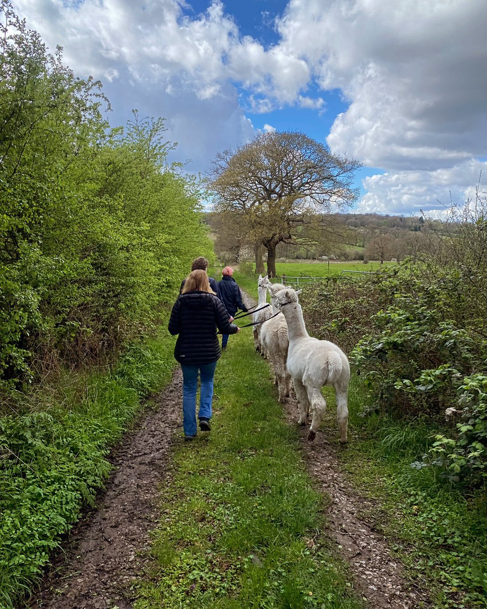 BotanyFarm's tweet image. First trek completed this morning in the sunshine. botanybayalpacas.co.uk