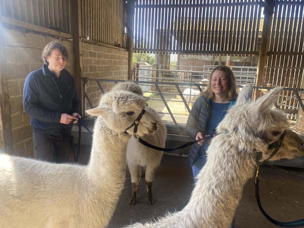 BotanyFarm's tweet image. First trek completed this morning in the sunshine. botanybayalpacas.co.uk