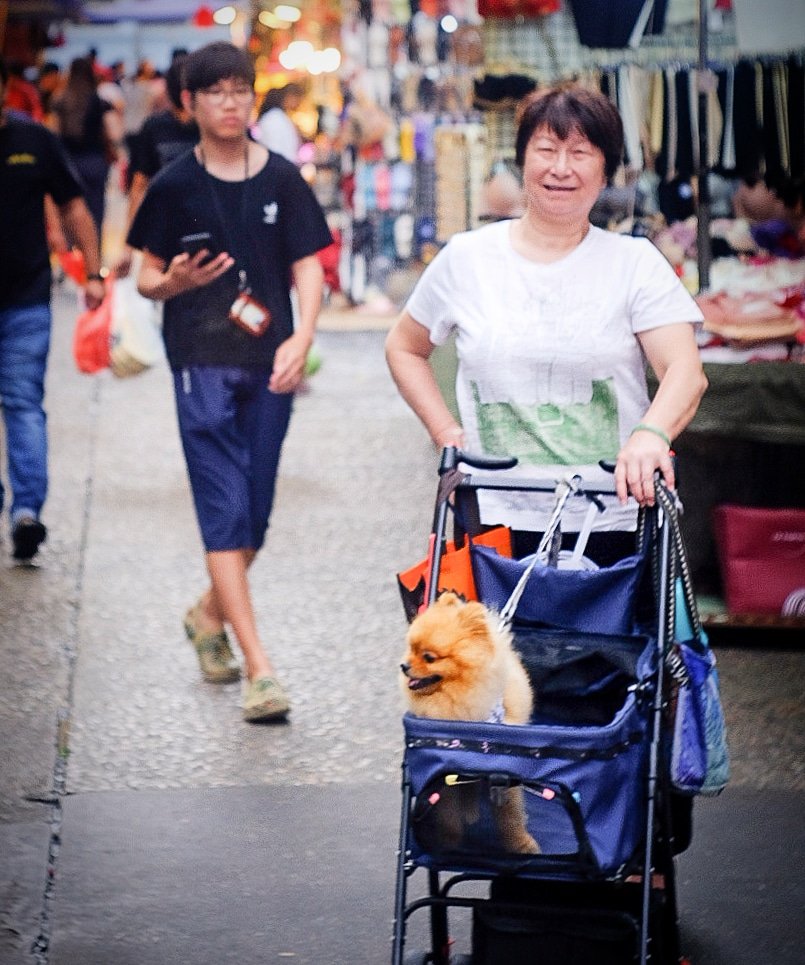 furkids in stroller...🐕✨ #hkig  #streetphography #walkthedog #nightshot #hkiger #instapet #hongkongnightlife #dogtagram #furkids #under_the_sign_hongkong