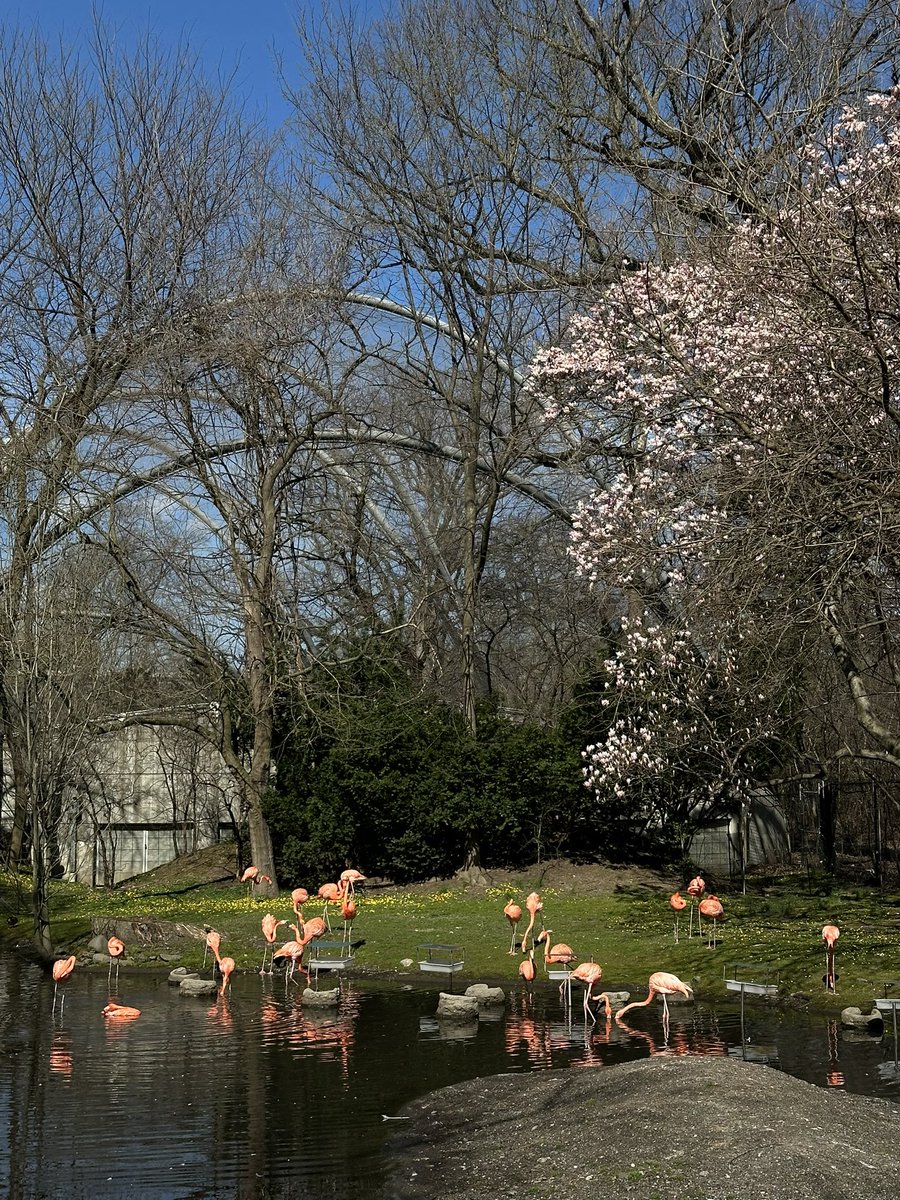 There’s an island of flamingos in the Bronx 🤯