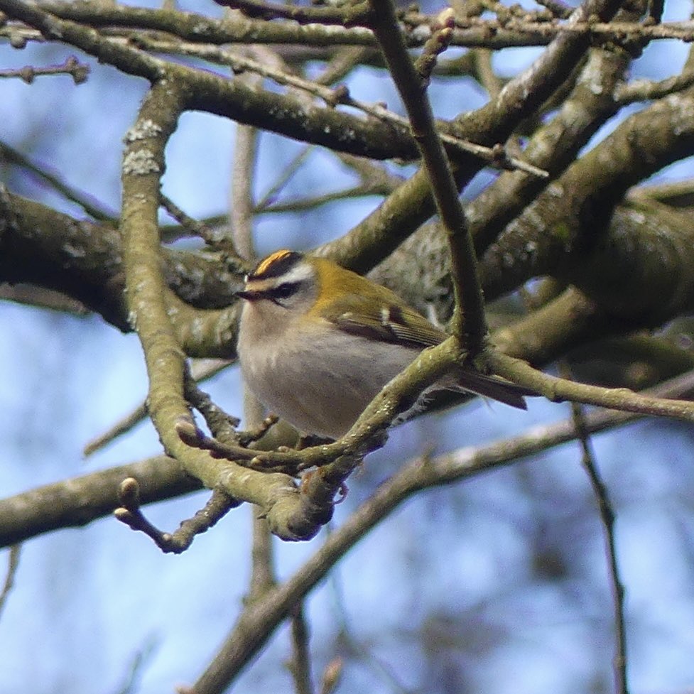 Steve Thorogood (@stevethorogood8) on Twitter photo Heavily cropped but pleased with this fast moving Firecrest today in Oakhill Woods, Tidenham Chase. <a href="/GlosterBirder/">Mike King🦉🐺</a> #glosbirds Heavily cropped but pleased with this fast moving Firecrest today in Oakhill Woods, Tidenham Chase. <a href="/GlosterBirder/">Mike King🦉🐺</a> #glosbirds