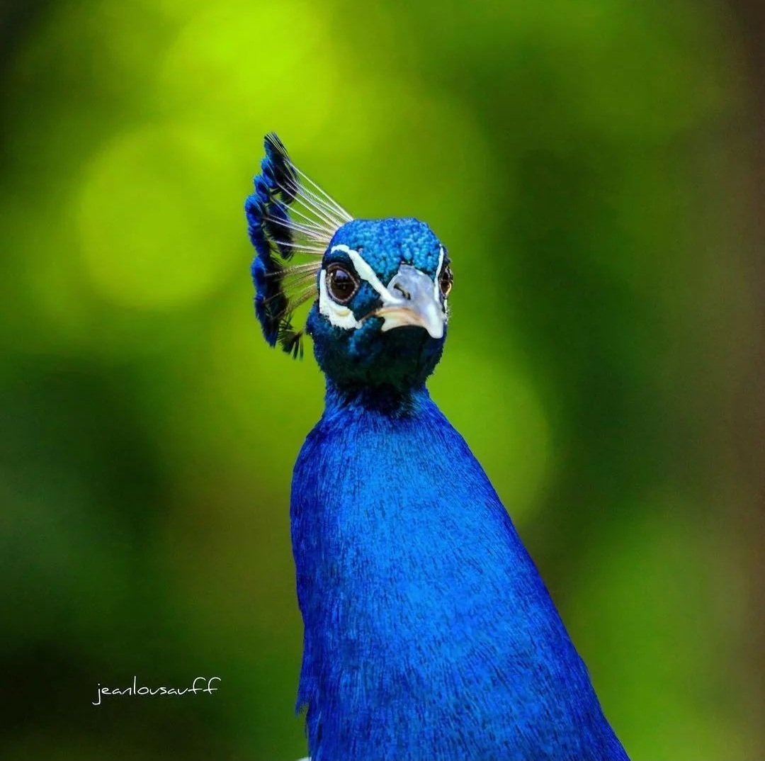 🔴 𝗥𝗘𝗧𝗥𝗢𝗨𝗩𝗘𝗭-𝗠𝗢𝗜 🦚 | Je suis très heureux de vous retrouver à #Valencay, chers visiteurs ! En plus, je suis désormais accompagné de chevaux qui vous font découvrir la vie dans les écuries ! 🐎

On vous attend tous les jours au château ! 😁 #MondayMotivation