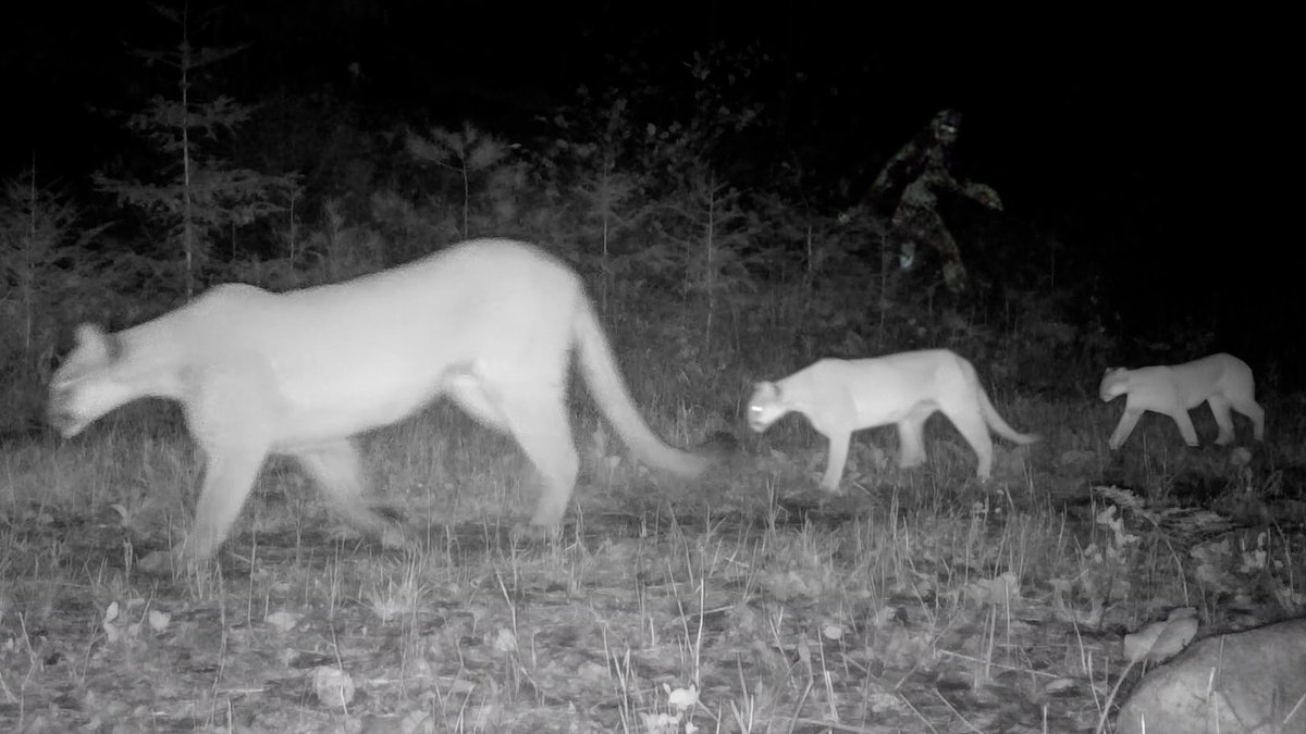 Voyageurs Wolf Project tweet media