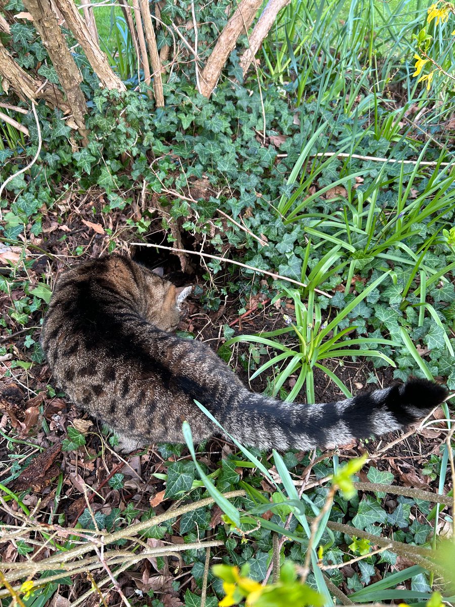 😺Lovely #Hedgewatch in the garden with Mum & Dad until rain stopped play. I was however mainly trying to work out ‘Who lives in a house like this?’ #UndergroundBunker #CatsOfTwitter #Tabby #Cats