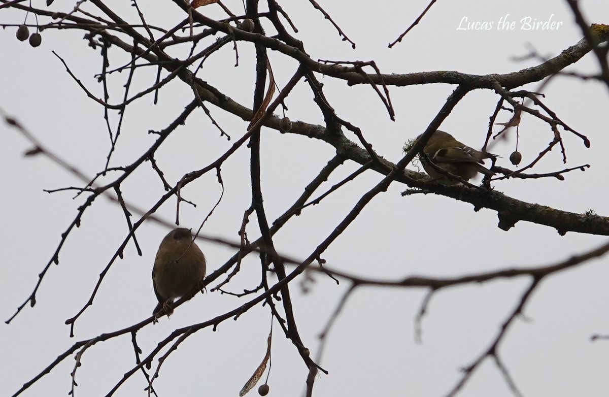 Goldcrest pair collecting nest material. #goldecrest #birds #nature #birdwatching