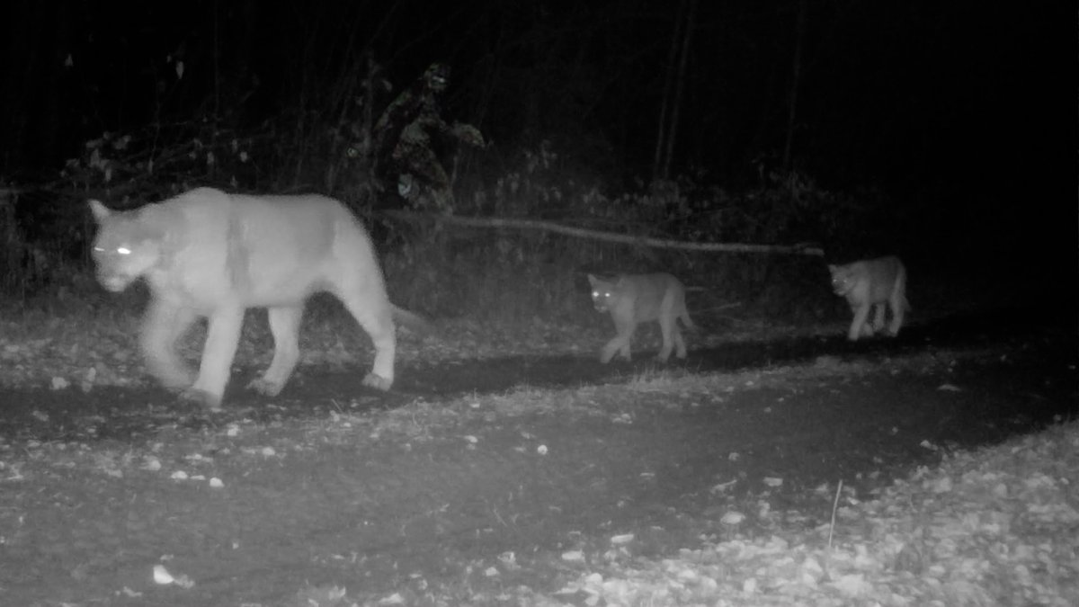 Voyageurs Wolf Project tweet media