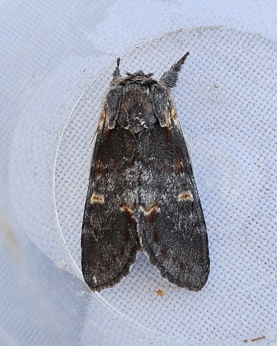 25 moths of 8 species in a sodden trap this morning @RSPBNewport including a smart Acleris cristana, and an early Iron Prominent. #gwentmoths #VC35 #MothsMatter