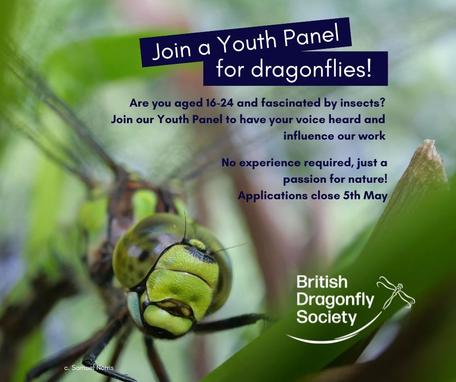 Our Youth Panel applications are now open! 🐉🎉 Are you aged 16 - 24 and fascinated by insects? We are looking for young people who want to help shape our work conserving dragonflies and wetlands 💦 For more information and how to apply visit: loom.ly/LDlmnUM