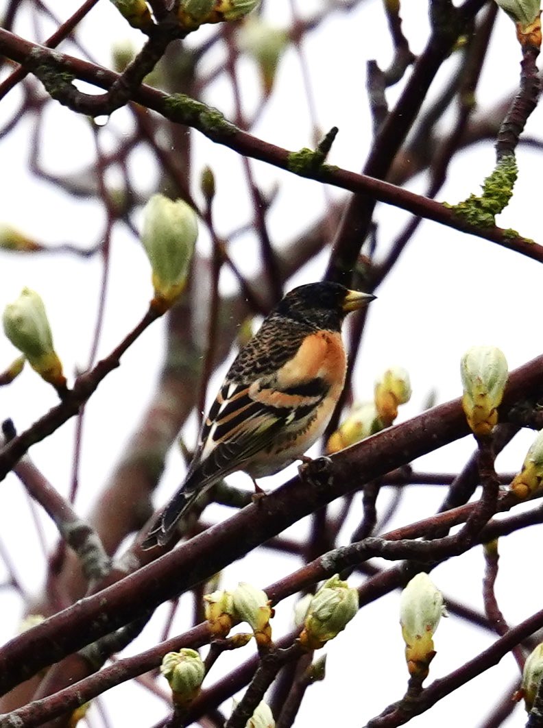 Nice Brambling in garden this morning