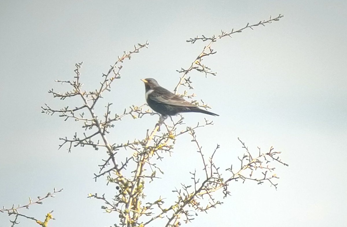 A cracking session up on @CleeveCommon. Dartford Warbler (1st winter) showed well in the heather enclosure, super find by @Ralphs_Ian. Calling fairly frequently and as they often do, associating closely with a pair of Stonechat. 3 Ring Ouzel while watching it 🙌. #glosbirds