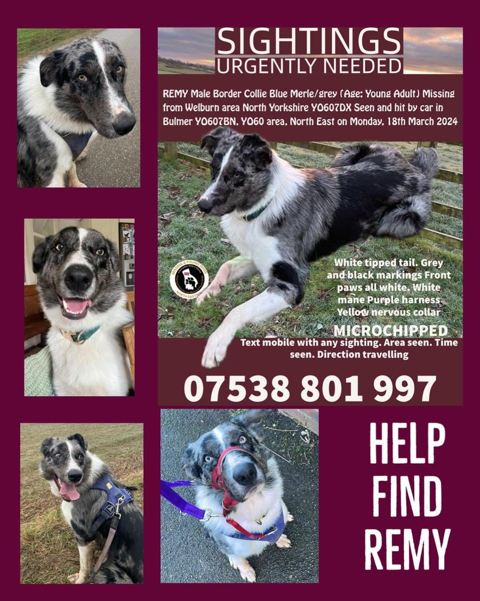 🛑 PLS READ - RETWEET 🛑 #findingRemy 🚨MISSING SINCE 18/3/24 #Welburn #YO60 HIT BY CAR IN #Bulmer UNSURE HOW INJURED-we need to find him🚨 BLUE MERLE #BorderCollie SIGHTINGS URGENTLY NEEDED PLS doglost.co.uk/dog-blog.php?d… @bordercolliefc @KBeanbag @BorderCollieUK @millypod1