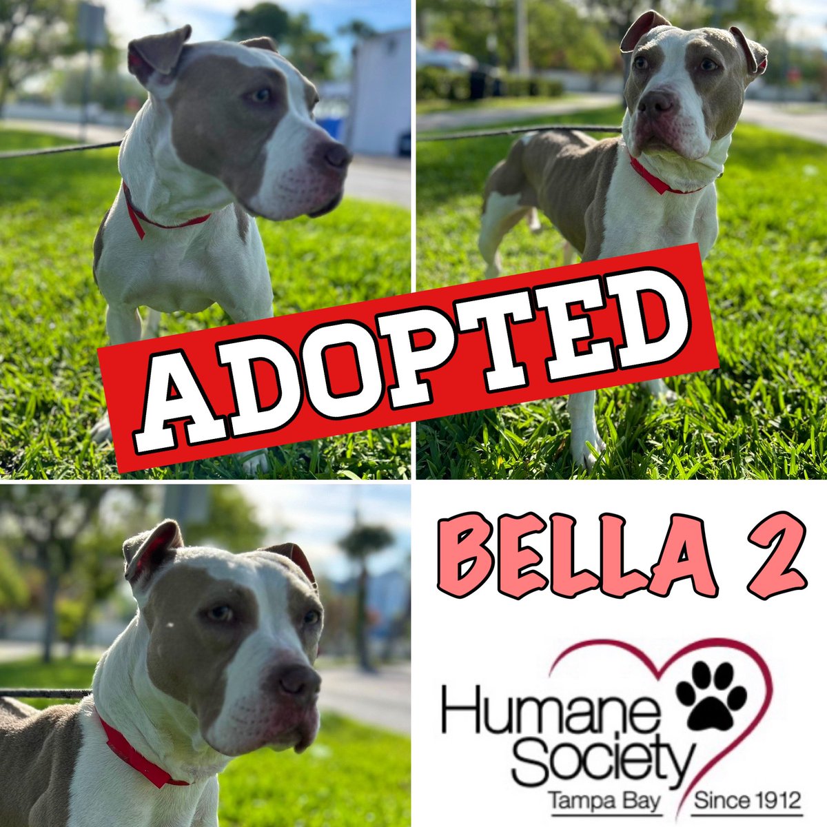 UPDATE / PUPDATE: Great News! BELLA 2 got ADOPTED! 😃 Congratulations to BELLA 2 and her new forever family! If you or anyone you know is looking for a BEST FRIEND please visit @HumaneTampaBay #adoptdontshop🐾