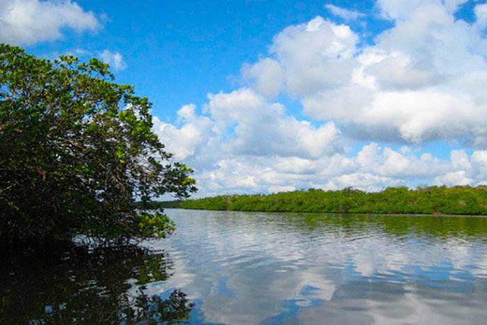 Por su rica diversidad y especies nativas de la flora y la fauna, La Isleta, en la bahía de Nuevas Grandes, del municipio de Manatí, al norte de Las Tunas, clasifica como uno de los ecosistemas cubanos mejor conservados @EdMartDiaz @SANTANACITMA @Adianez_Taboada @citmacuba