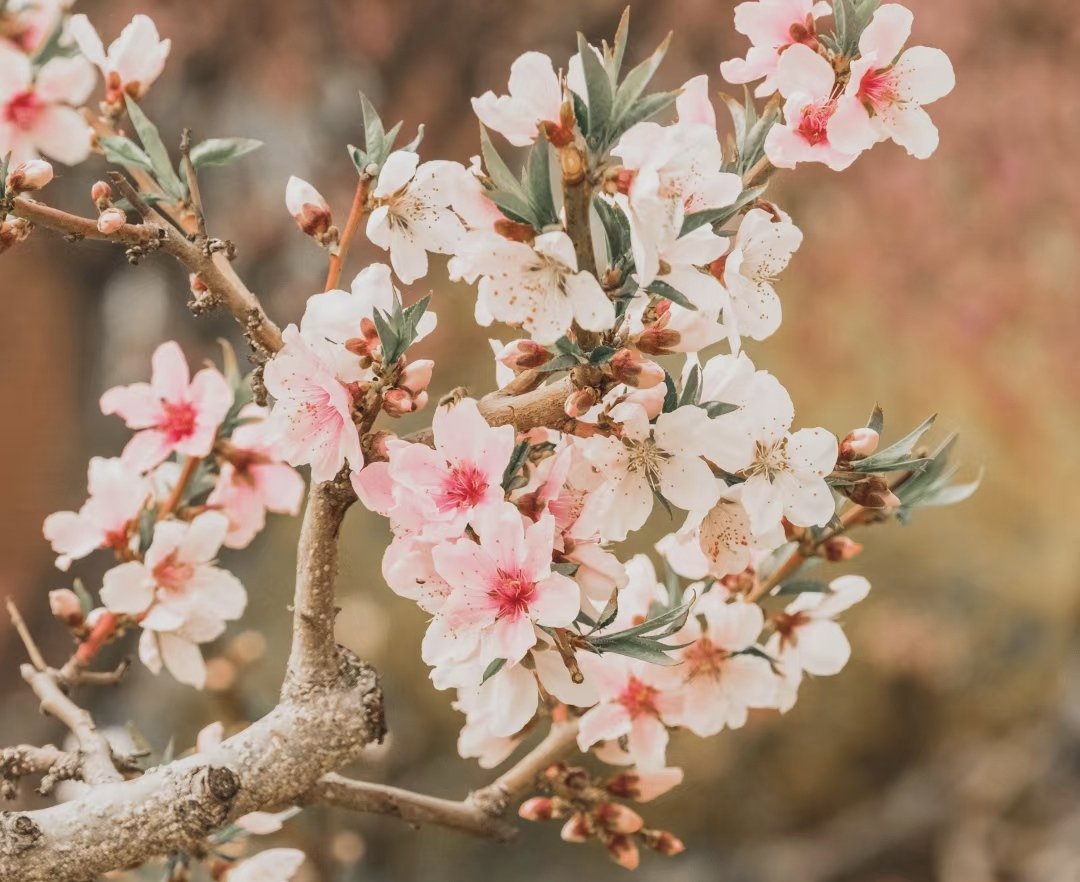 分享一些春天🌸
FUJIFILM XH1 + XF50-140 f2.8 https://t.co/JtsX1UM7vp