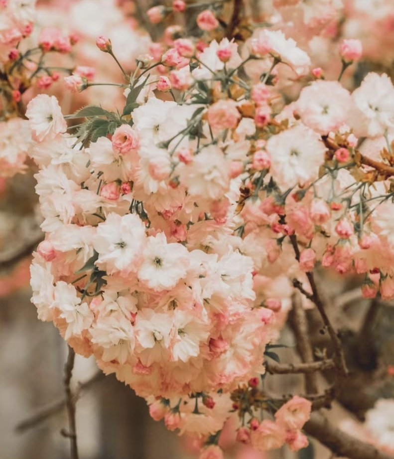 分享一些春天🌸
FUJIFILM XH1 + XF50-140 f2.8 https://t.co/JtsX1UM7vp