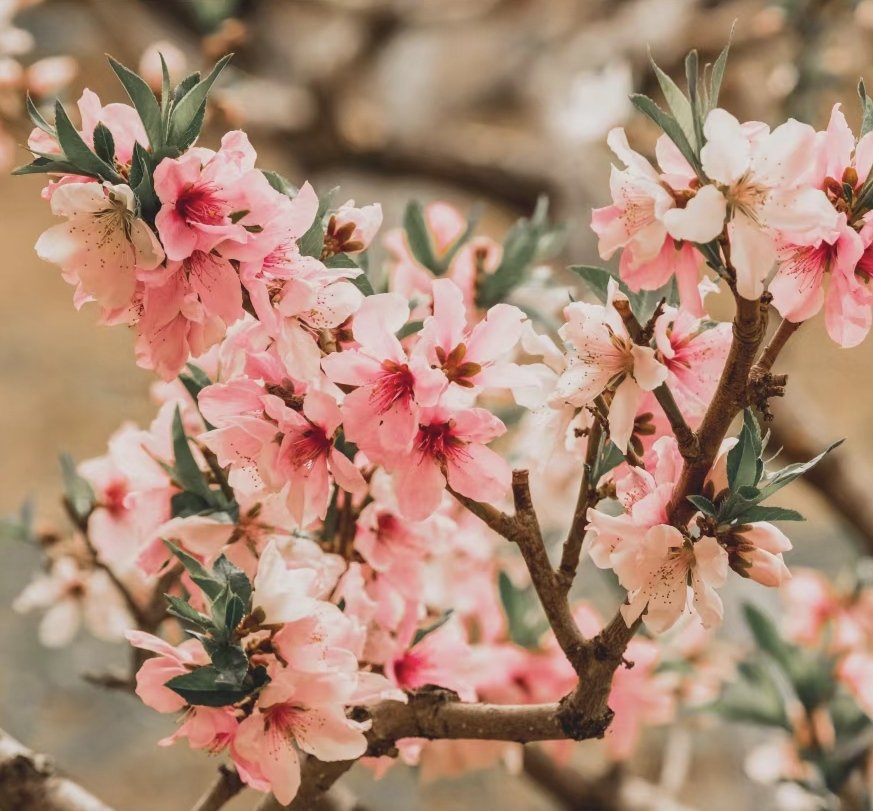 分享一些春天🌸
FUJIFILM XH1 + XF50-140 f2.8 https://t.co/JtsX1UM7vp