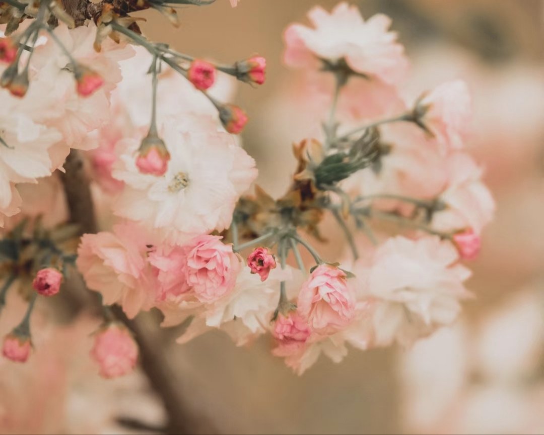 分享一些春天🌸
FUJIFILM XH1 + XF50-140 f2.8 https://t.co/JtsX1UM7vp