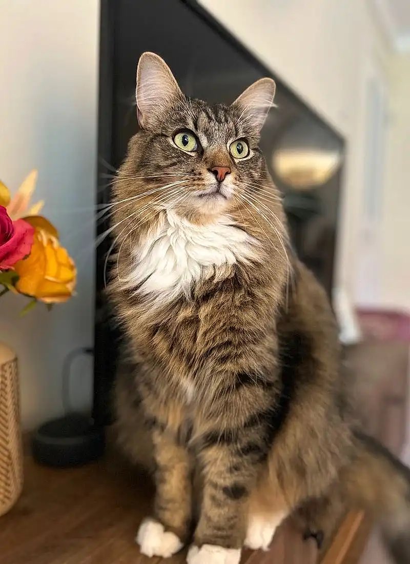 Thor_tabby's tweet photo. Mum has entered me into a competition because she thinks I'm handsome! Please vote for me here, it would mean extra treats for me! 😻
https://t.co/meQlE2h0kU https://t.co/vKYjUYgKyk