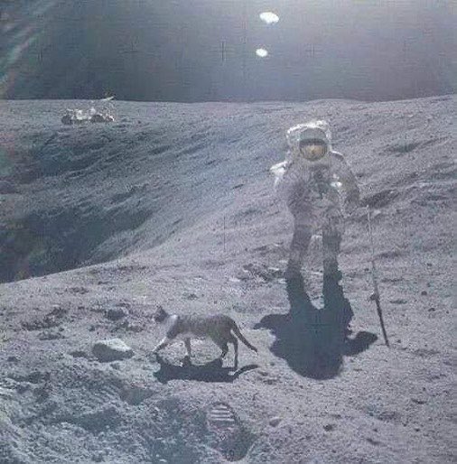 Cats exist on the moon 🐈🧡🌕 #AprilFoolsDay