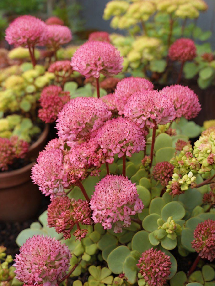 Sedum flowers bloom in the spring  🌺🌺🌞
#FLOWER #flowersphoto #FlowersOfTwitter #beautiful #sunday #spring #springday #bloom #beauty