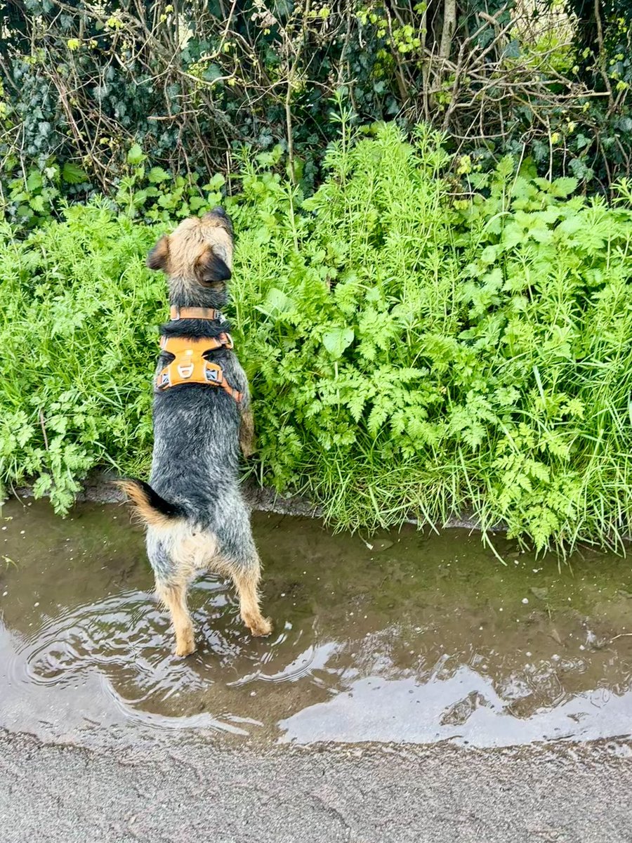 I iz looking for the Easter bunny. I can smell him 😃🐇🐾 #BTPosse #btposse #borderterrier #hunter #EasterBunny