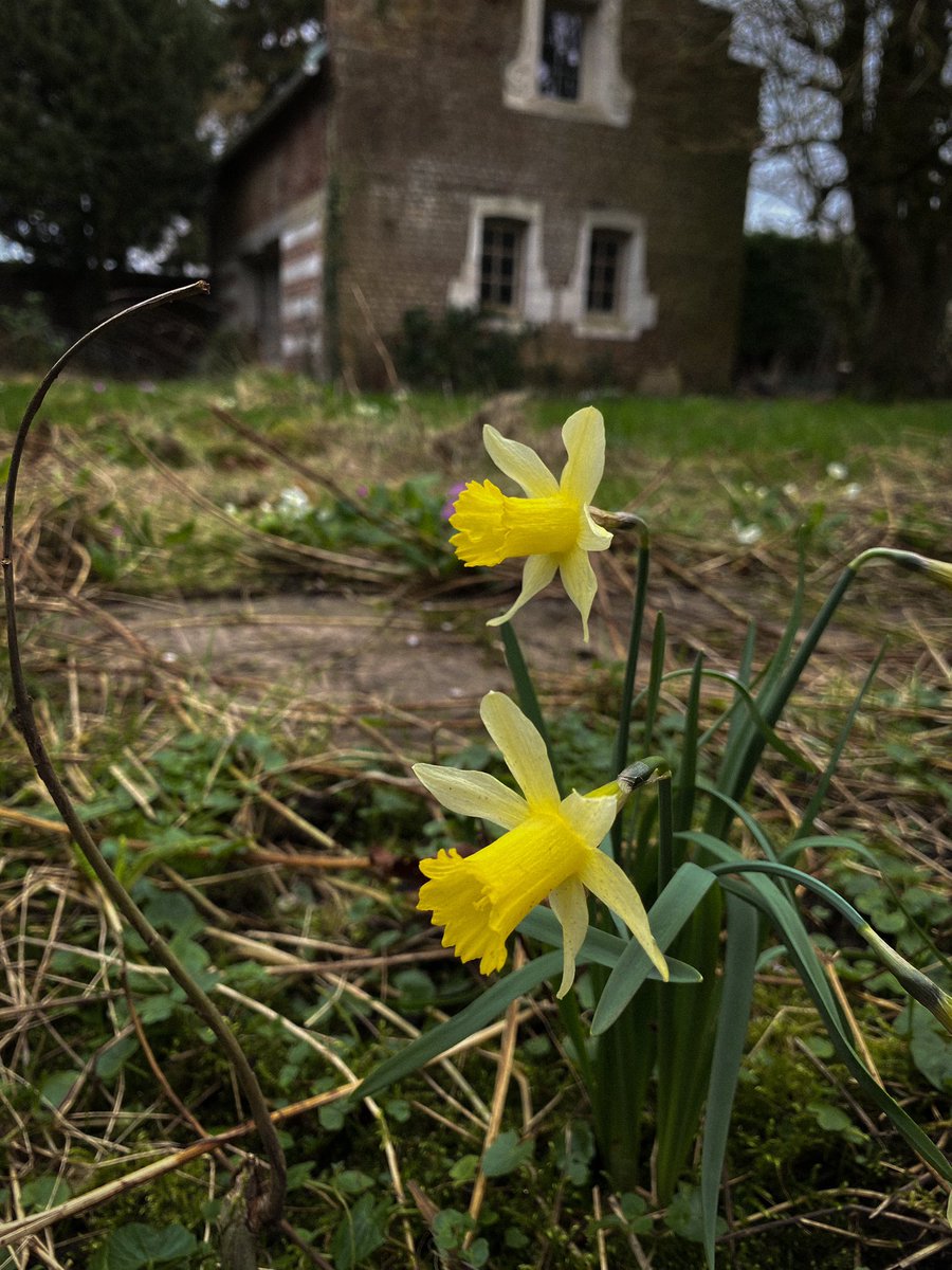 HollyOakLife's tweet image. Early Spring・° 水仙さんが咲き始めた2月(*´꒳`*) #daffodils #februarygarden #frenchcountryliving #countrylife #水仙 #2月の庭 #庭の花 #フランス生活 #田舎暮らし #フランス #庭のある暮らし