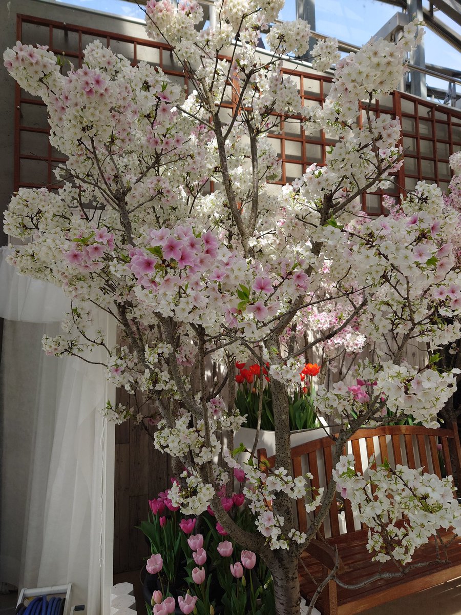 結桜★ Frzc_G-aUAI17MO.jpg